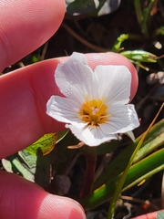 Claytonia acutifolia