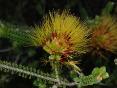 Melaleuca aestiva