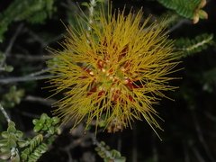 Melaleuca aestiva