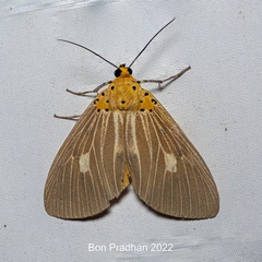Asota producta