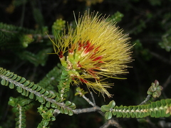 Melaleuca aestiva