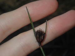 Mesomelaena pseudostygia