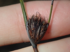 Mesomelaena pseudostygia