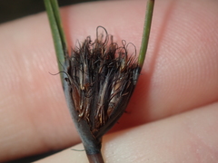 Mesomelaena pseudostygia