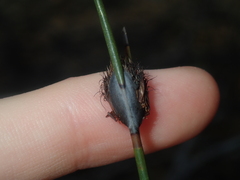 Mesomelaena pseudostygia