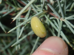 Persoonia acicularis