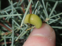Persoonia acicularis