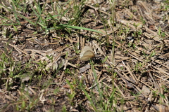 Coenonympha california