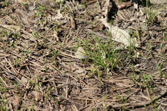 Coenonympha california