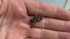 Lepidoptera