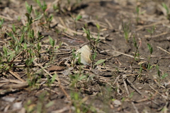 Coenonympha california