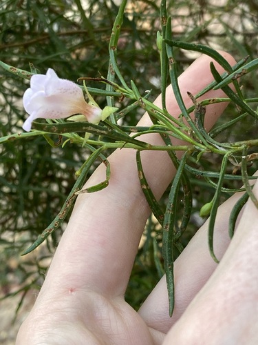 Image of Turpentine Bush (Eremophila clarkei) by (c) Thomas Mesaglio, some rights reserved (CC BY)