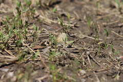 Coenonympha california