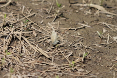 Coenonympha california