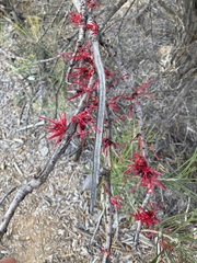 Hakea orthorrhyncha