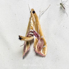 Agathodes ostentalis