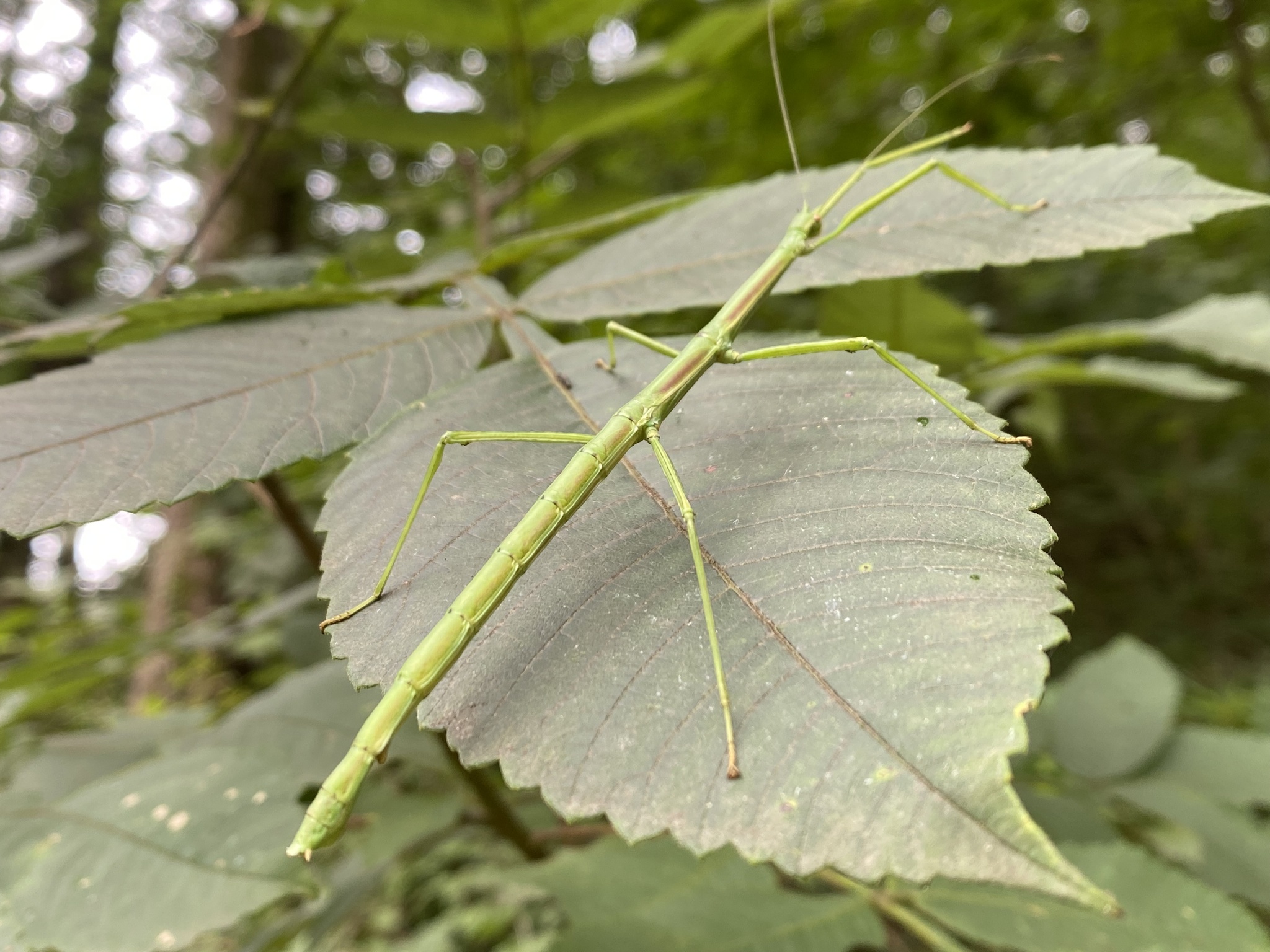 Phraortes elongatus (Thunberg, 1815)