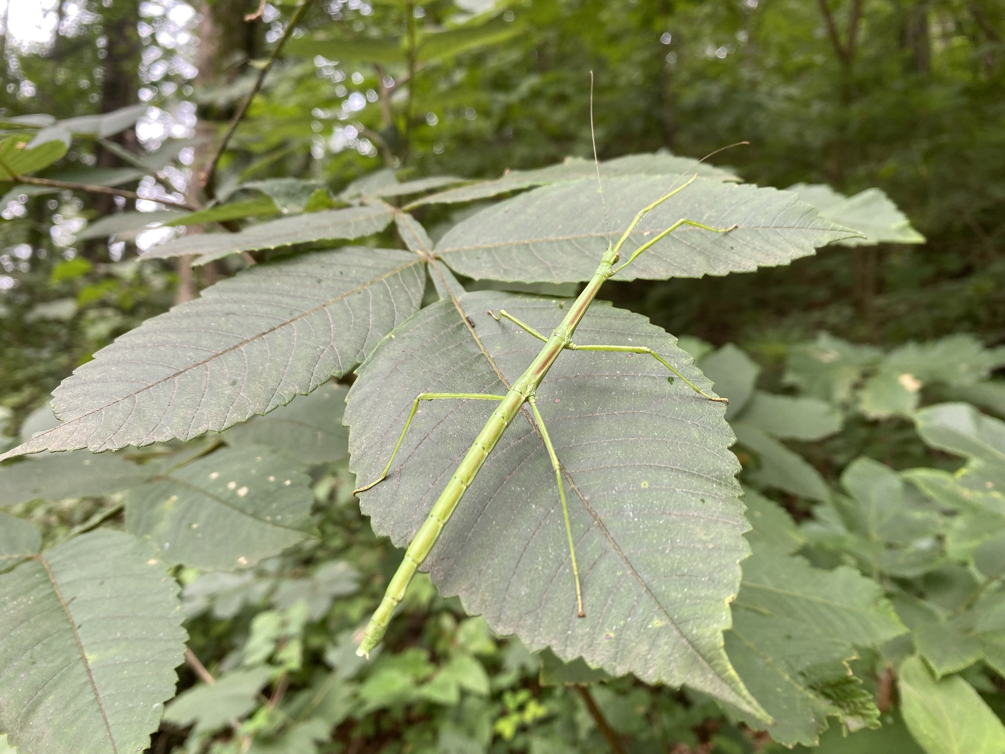 Phraortes elongatus (Thunberg, 1815)