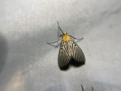 Tyspanodes hypsalis