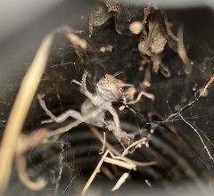 Sceloporus occidentalis