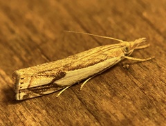 Crambus agitatellus