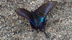 Papilio maackii