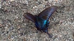 Papilio maackii