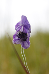 Aconitum delphiniifolium