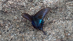 Papilio maackii