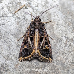 Odontestra submarginalis