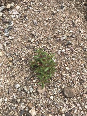 Portulaca halimoides
