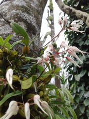 Bulbophyllum mysorense