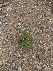 Portulaca halimoides