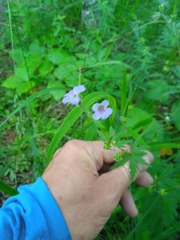 Geranium pseudosibiricum