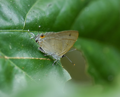 Hypolycaena erylus