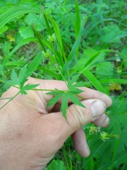 Geranium pseudosibiricum