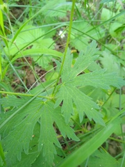 Geranium pseudosibiricum