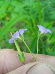 Geranium pseudosibiricum