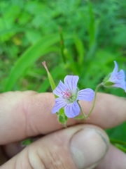 Geranium pseudosibiricum