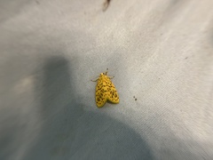 Huangilene kutzscheri