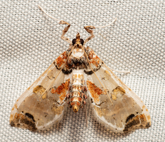 Neoleucinodes