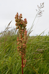 Rumex arcticus