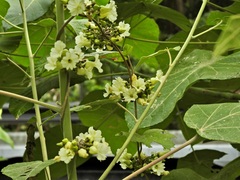 Lepistemon urceolatus