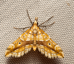 Psaliodes nictitans