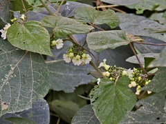 Lepistemon urceolatus