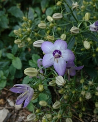 Campanula versicolor