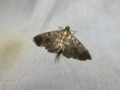Ceratarcha umbrosa