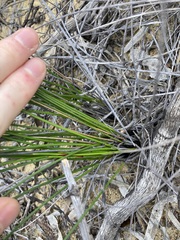 Mesomelaena pseudostygia