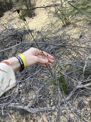 Mesomelaena pseudostygia