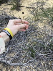 Mesomelaena pseudostygia